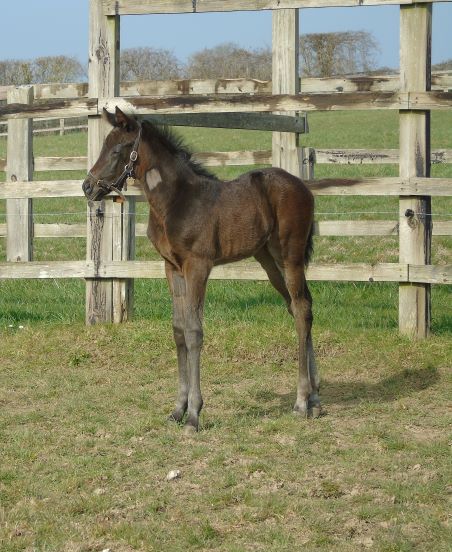 2021 filly by Invincible Spirit